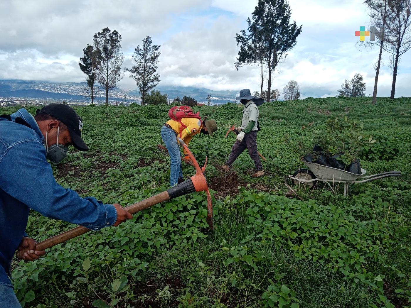 Anuncia el Gobernador jornada estatal de reforestación para el 17 de julio