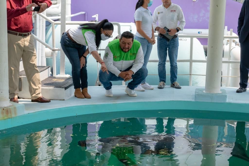Registra Aquarium de Veracruz aumento de turistas durante Carnaval:PMA