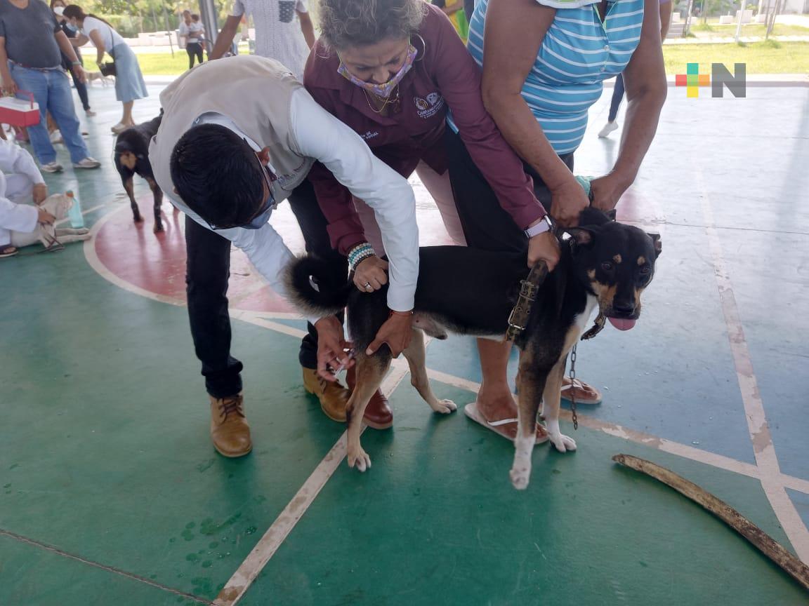 Realizan vacunación antirrábica gratuita en Coatzacoalcos