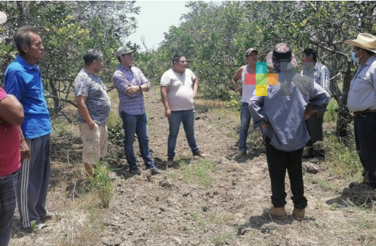 Con especialistas, Perla Romero da respuesta a citricultores ante plaga del dragón amarillo