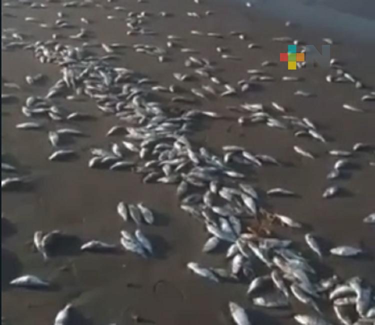 Costa Esmeralda, escenario recurrente de mortandad de peces