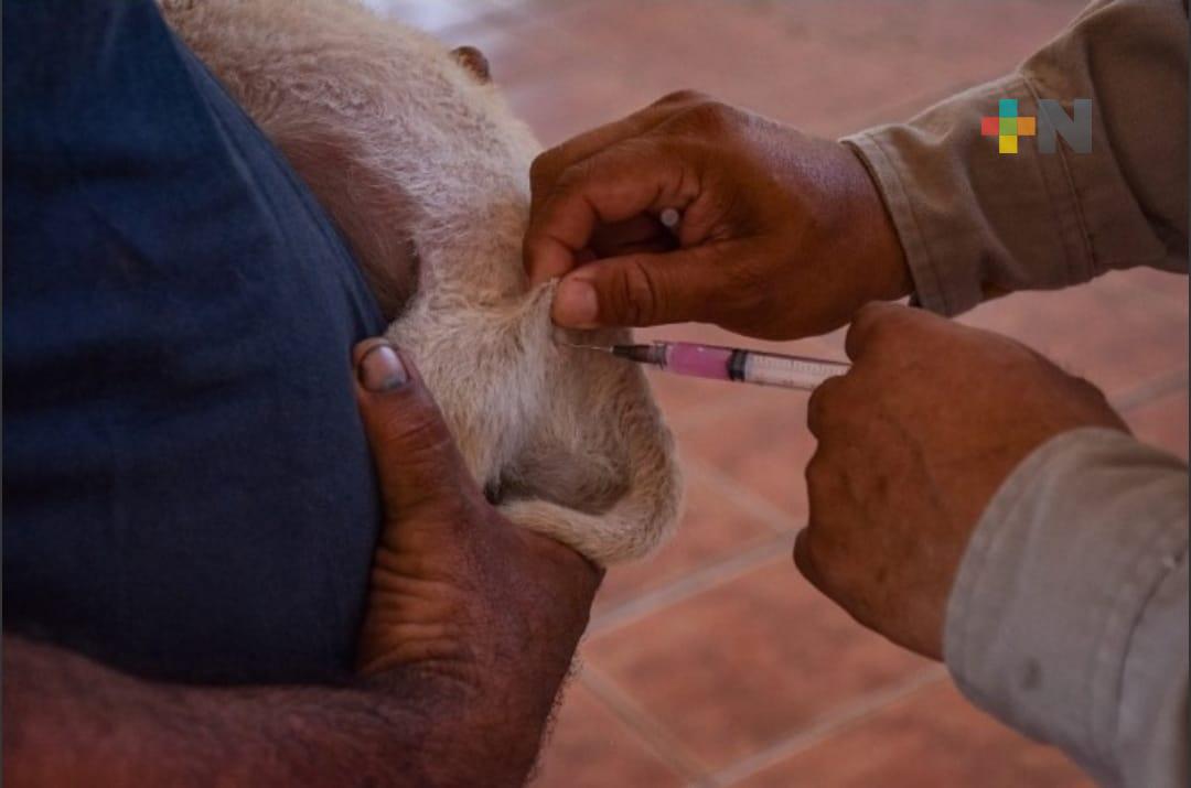 Jornada de vacunación en el Día Mundial del Perro en Coatzacoalcos