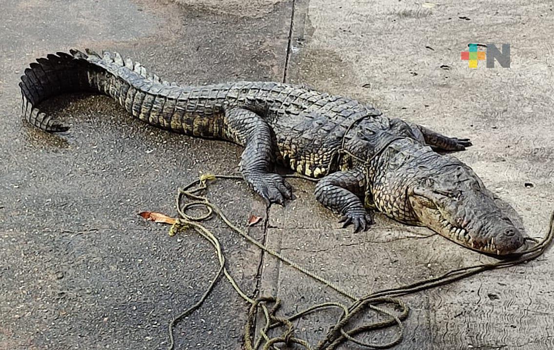 PC Coatzacoalcos continúa atrapando cocodrilos