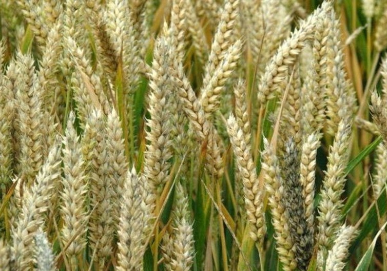 Precios del maíz y el trigo en América Latina se disparan