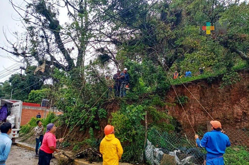 Retira Ayuntamiento árbol y ramas caídas