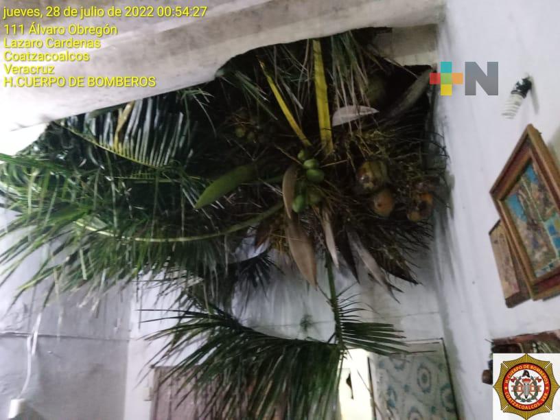 Palmera cayó sobre una vivienda en Coatza