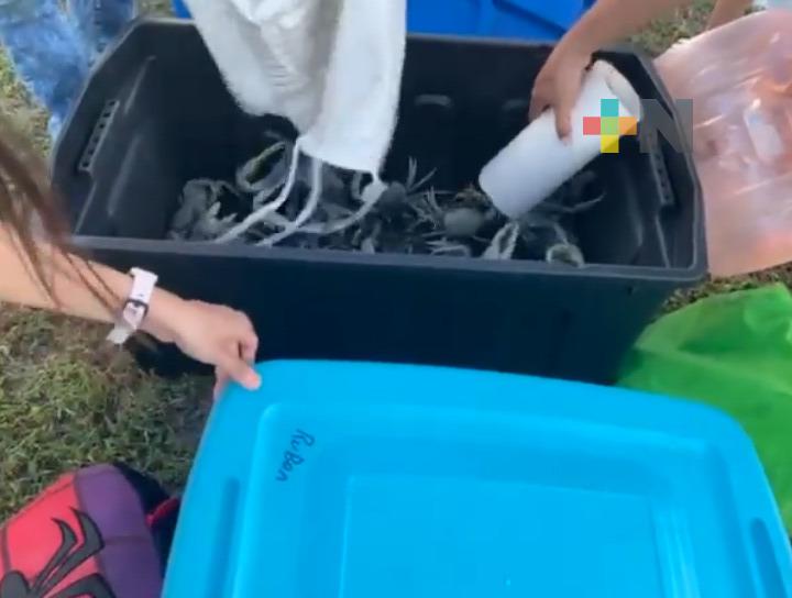 Denuncian captura ilegal de cangrejo azul en Riviera Veracruzana