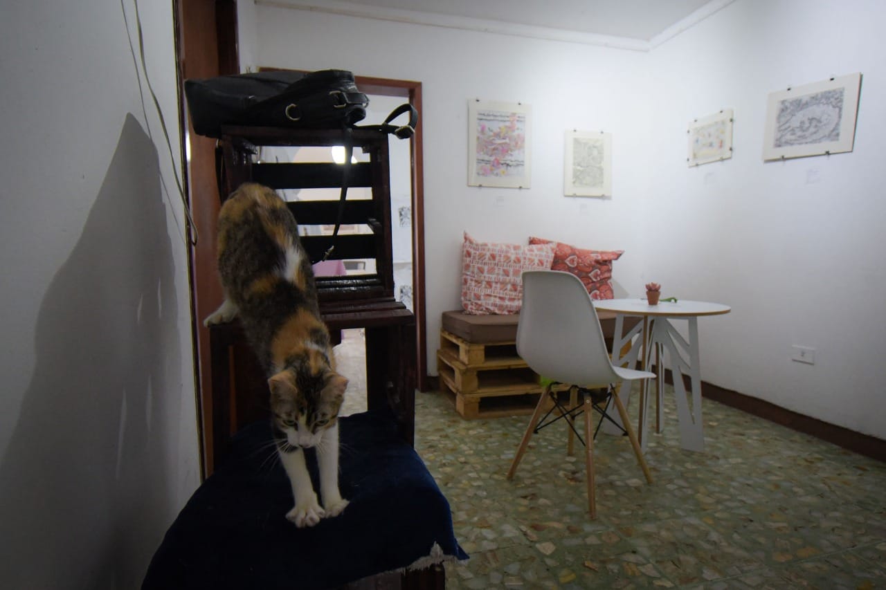 “Miaou patitas suaves”, cafetería donde se convive con gatos rescatados de Xalapa