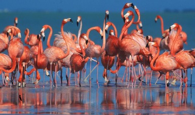 Flamencos del Caribe establecen nueva zona de anidación en Reserva de la Biósfera Ría Celestún, en Yucatán