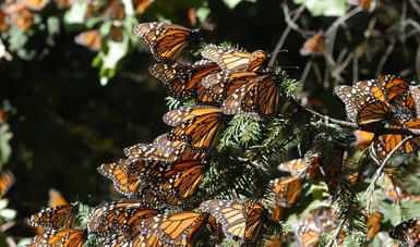 México refrenda su compromiso con la conservación de la mariposa Monarca