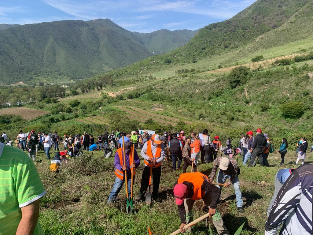En Jornada Estatal de Reforestación se plantaron  alrededor de 30 mil árboles: Cuitláhuac García