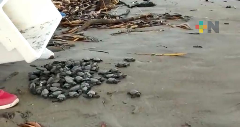 Profepa liberó decenas de crías de tortuga marina en playas de Coatzacoalcos