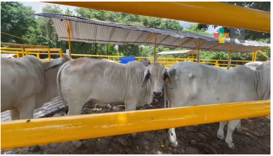 Brinda Sedarpa capacitación y asesoría  para mejorar prácticas ganaderas