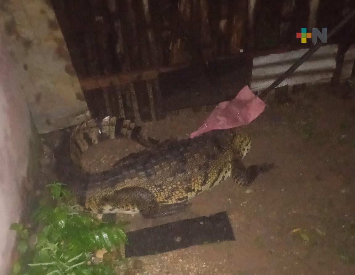 Capturan un cocodrilo en el interior de una vivienda en Jáltipan