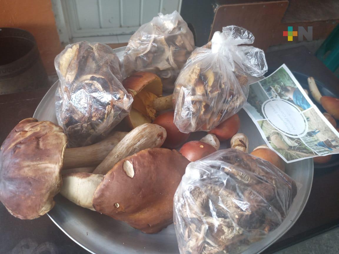 Jóvenes xalapeños desarrollaron el Festival de los Hongos