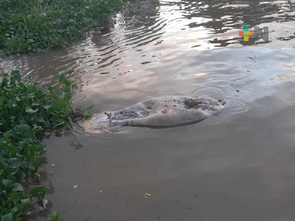 Pescadores hallan manatí muerto en río Coatzacoalcos