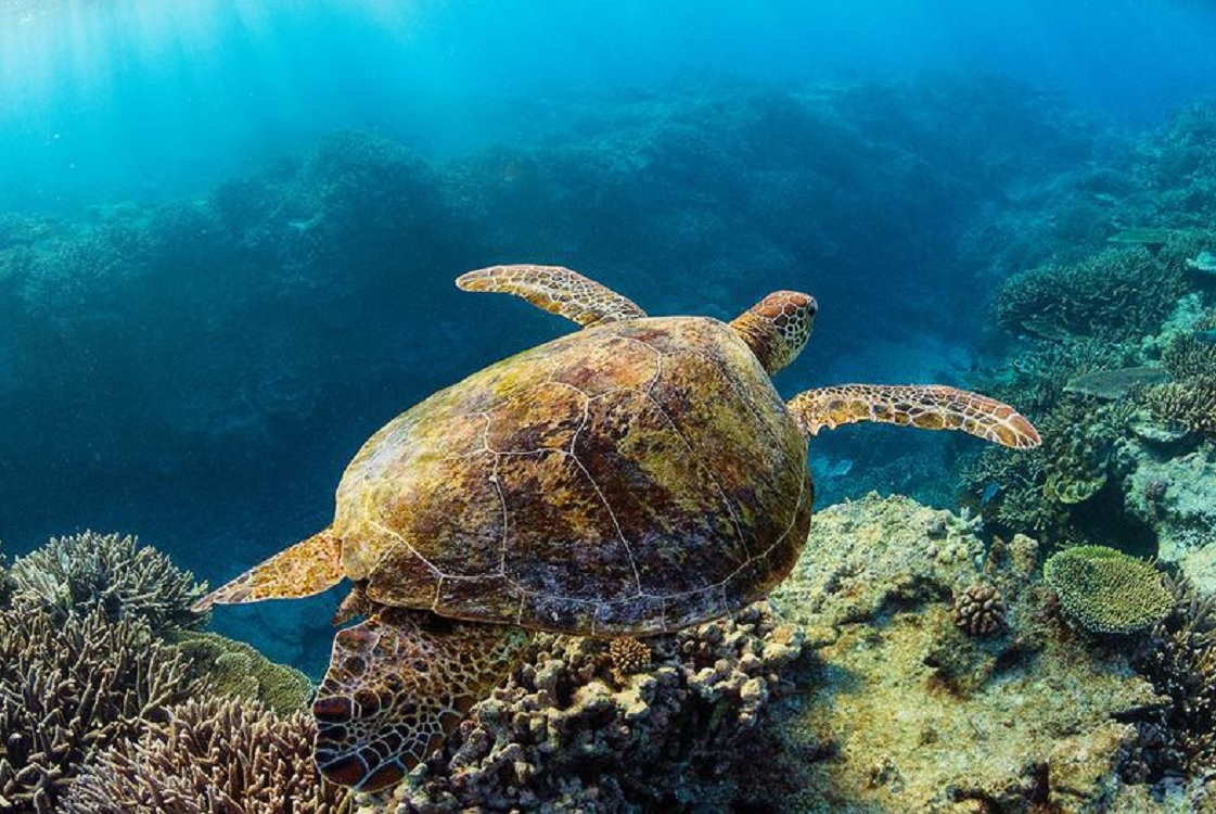 Semarnat decretó 17 playas de anidación de tortugas marinas como Áreas Naturales Protegidas con categoría de Santuarios