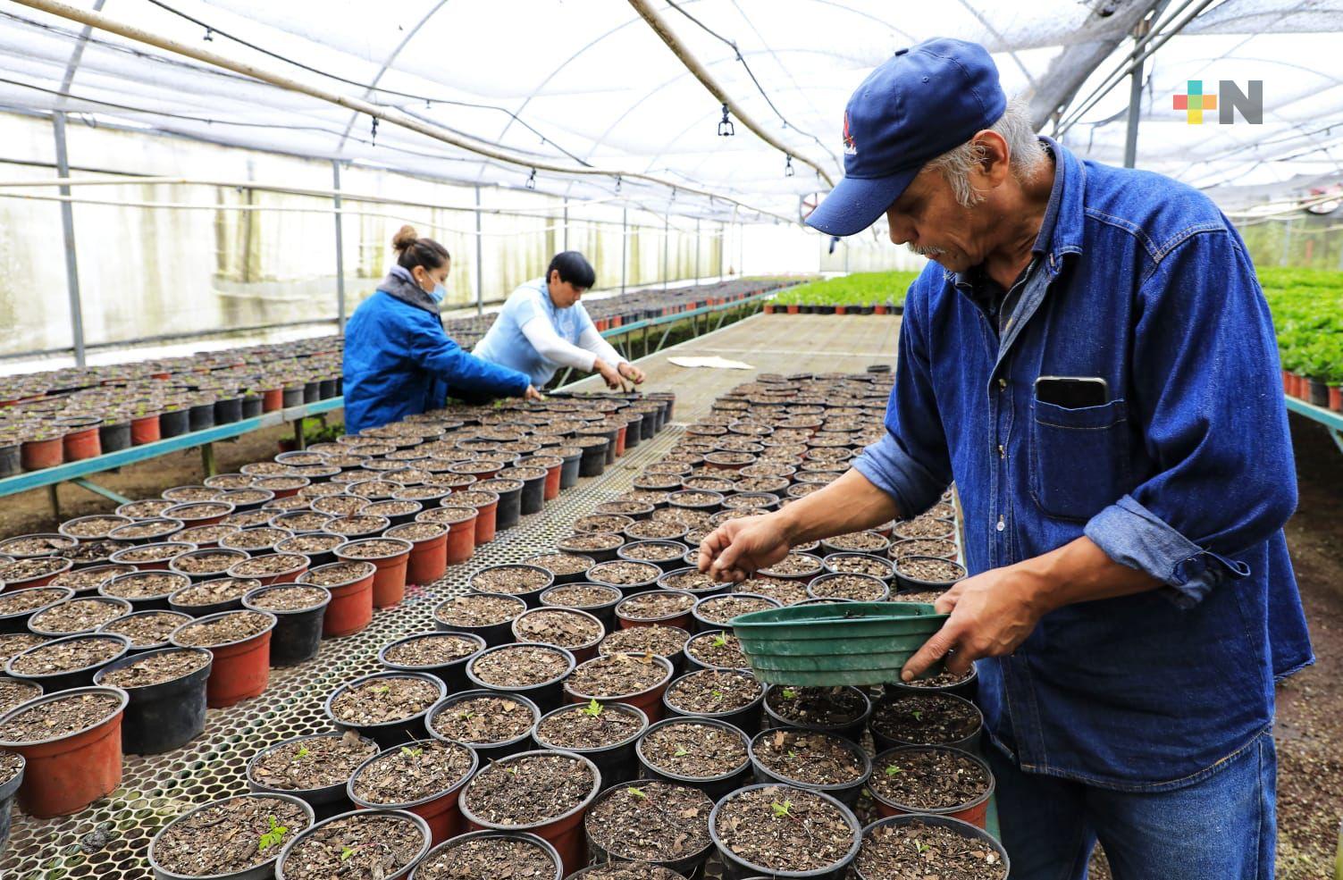 Ayuntamiento alista producción de plantas de ornato para celebrar «Día de Muertos»