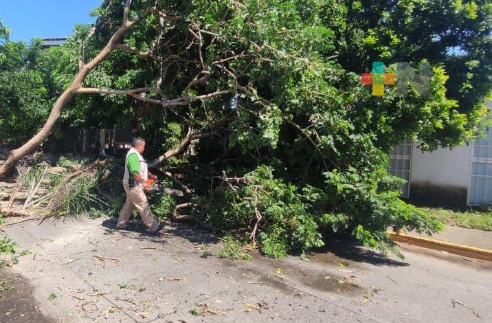 PC de Medellín reporta caída de árboles y cortes en electricidad