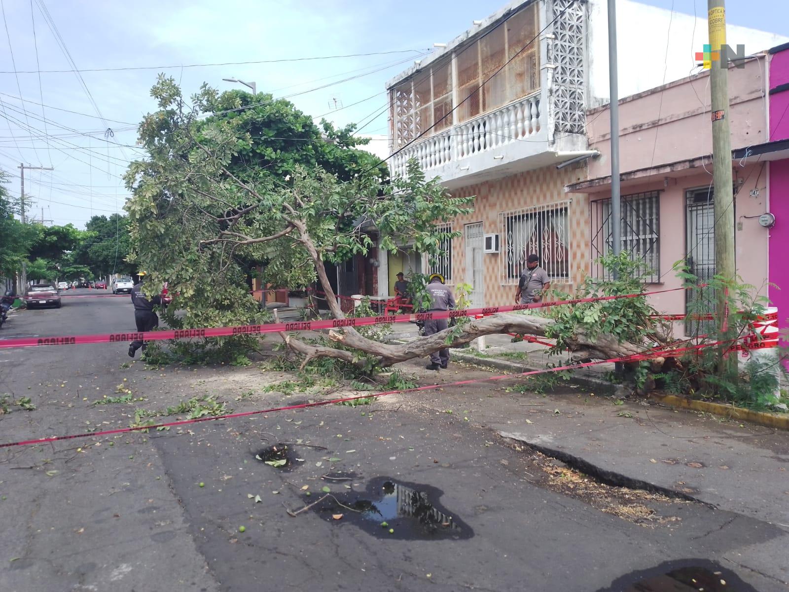 Por evadir bache, camión de CFE derriba árbol en colonia Zaragoza de Veracruz