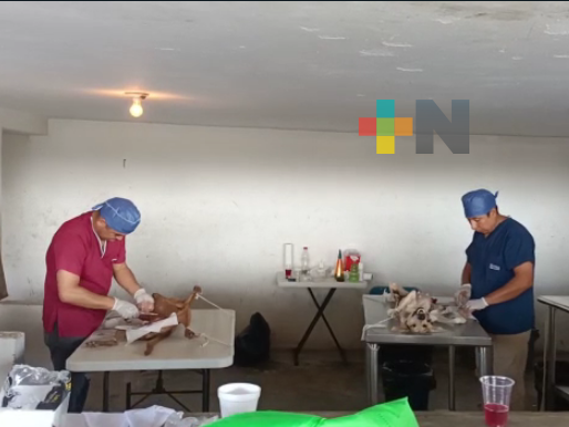 Realizan 255 esterilizaciones de perros y gatos en Martínez de la Torre