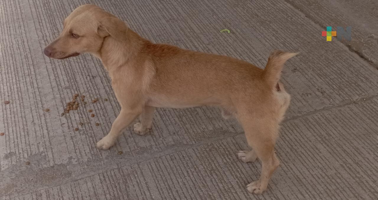 En diciembre aumenta el número de perros y gatos perdidos