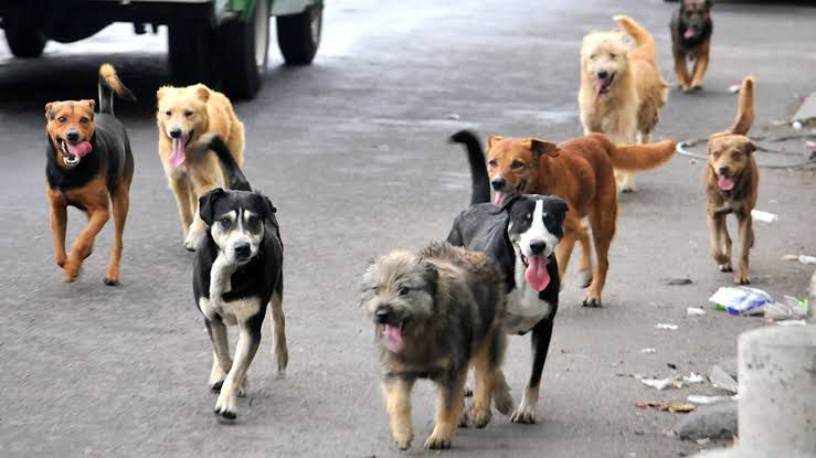 Realizan en Xalapa jornadas de esterilización de gatos y perros