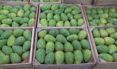 Poseedora de valor nutricional, garantizada la oferta de tuna en el país: Agricultura