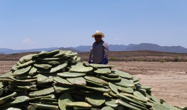 Establecerá Sader viveros de nopal forrajero en nueve entidades del país con escasez hídrica