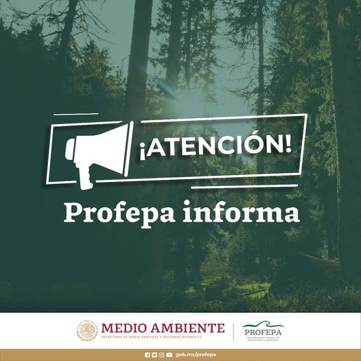 Profepa atiende caso de maltrato a oso en Cumpas, Sonora