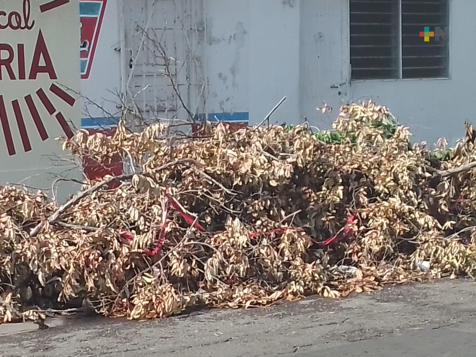 Piden al ayuntamiento levantar restos de árbol derribado en colonia Zaragoza de Veracruz