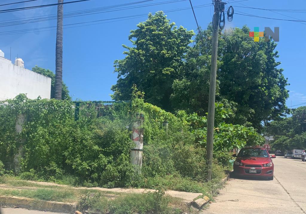 Limpiar lotes baldíos, piden en Coatza para evitar criaderos de mosco y fauna nociva