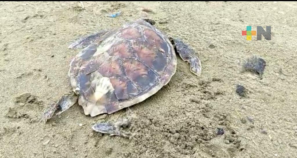 Otra tortuga marina muerta en playa de Coatzacoalcos