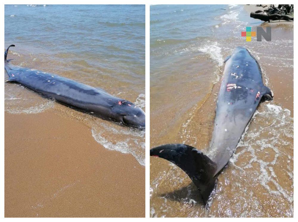 Encuentran cetáceo muerto en playa del municipio de Coatzacoalcos