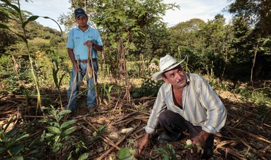 Almacenamiento de carbono en suelos permite mitigar efectos del cambio climático y la adaptación en las cosechas: Agricultura