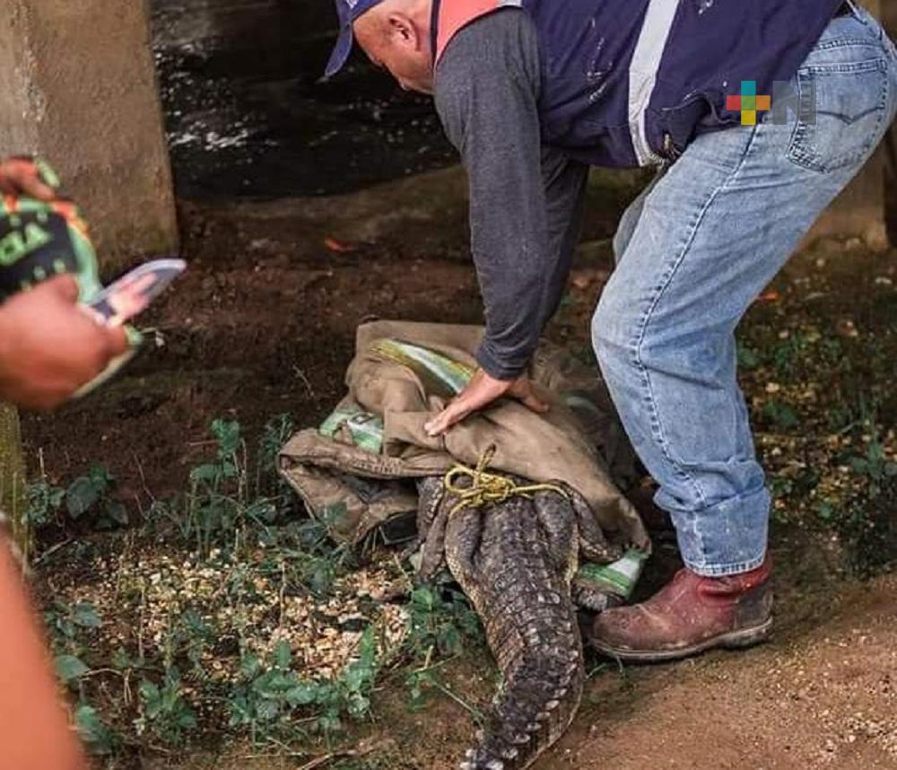Capturan a cocodrilo en Minatitlán