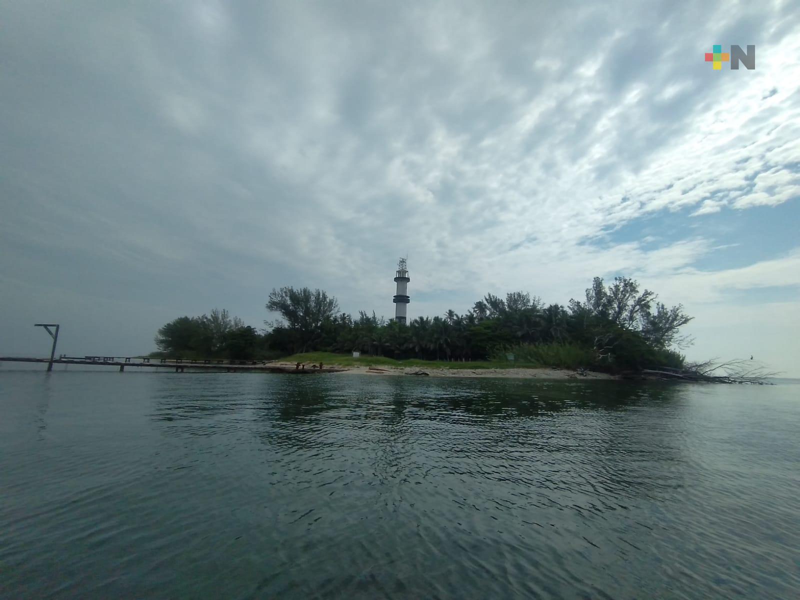 Una cantidad considerable de tortugas marinas ha anidado en Veracruz
