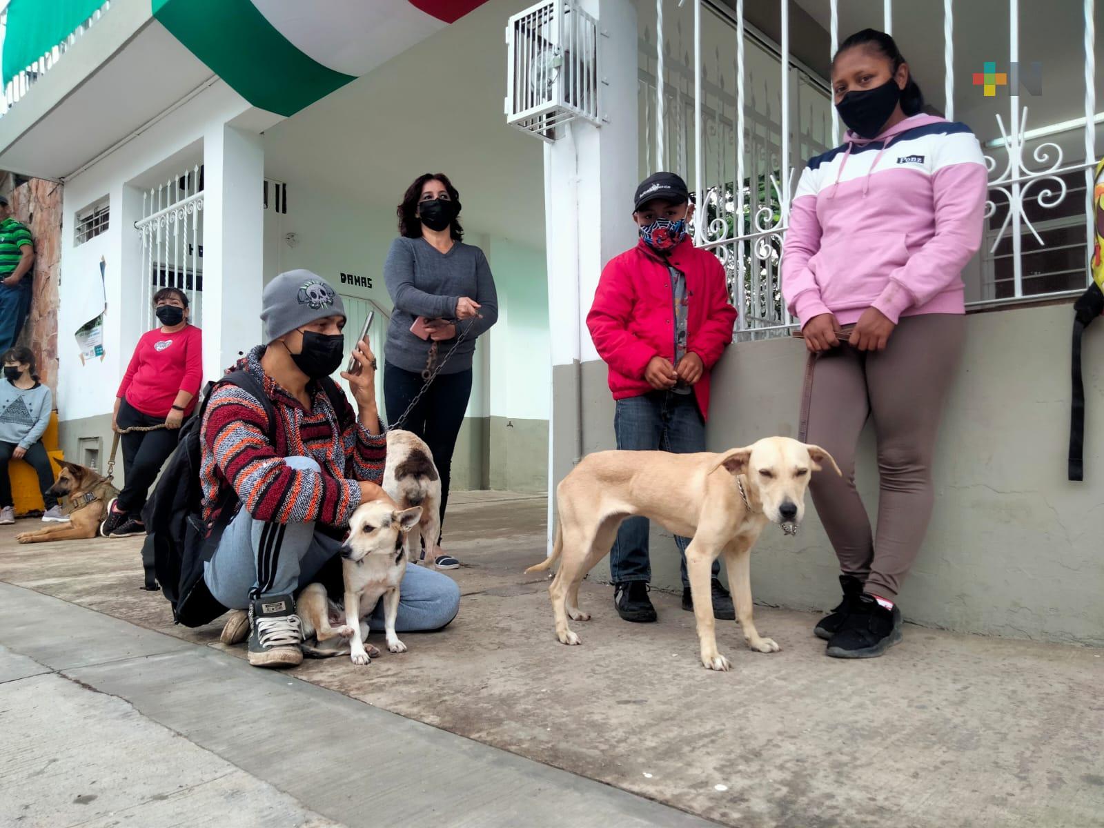 Realizan jornada de esterilización de mascotas en Xalapa