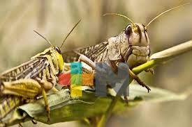 La plaga de langosta está controlada en Veracruz: Secretaría de Agricultura