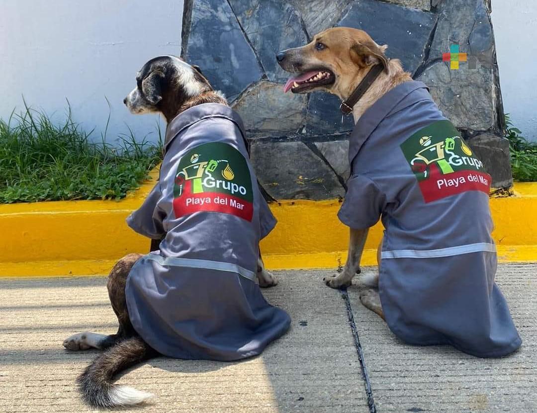 Perritos callejeros se convirtieron en empleados de gasolinera de Coatza