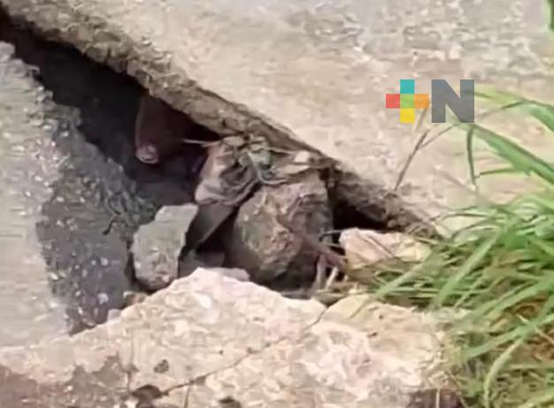 Capturan a cocodrilo cerca de playa de Coatza