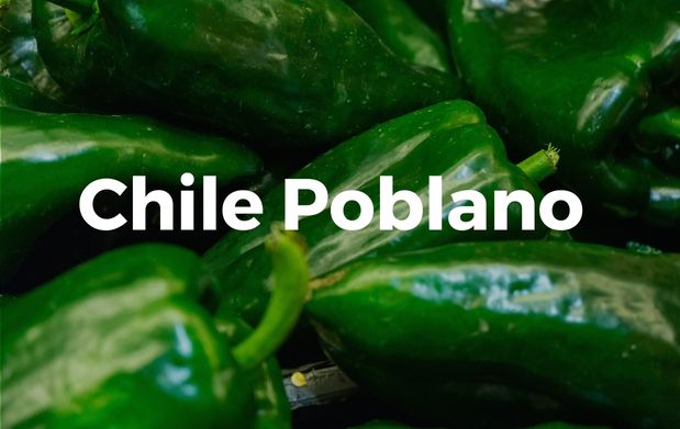 Chile poblano, delicia del campo mexicano