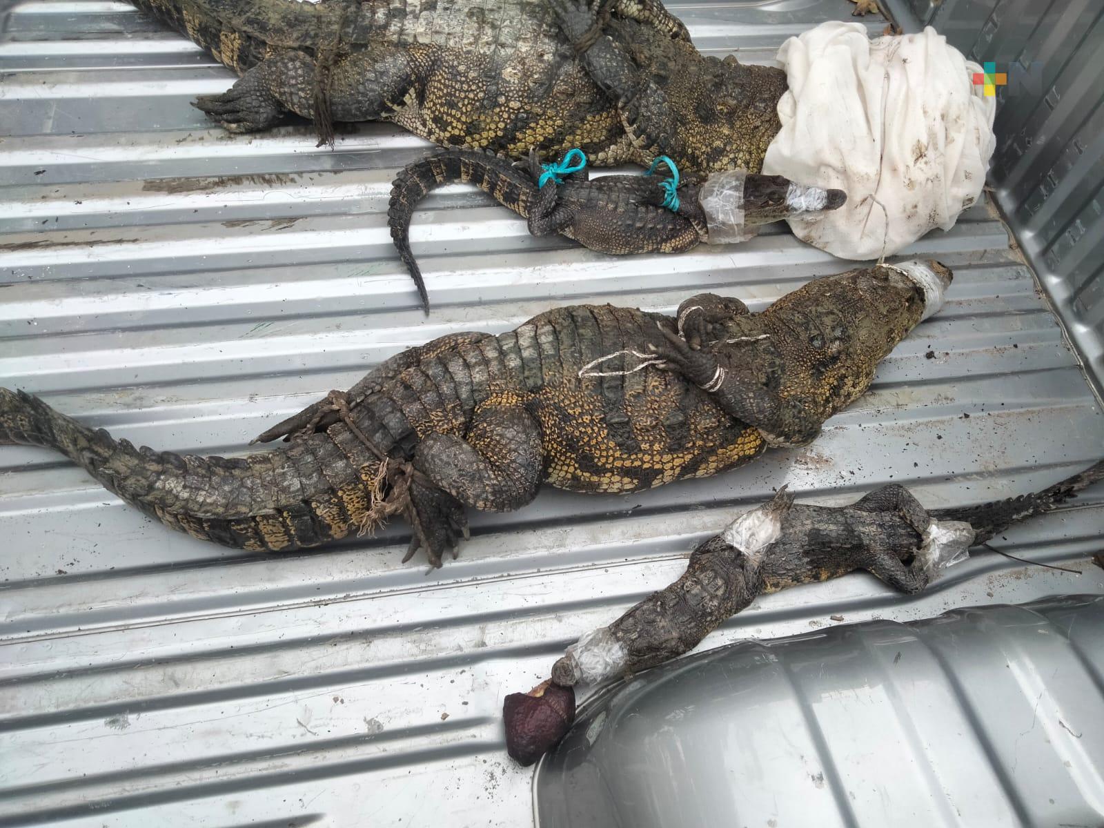 Resguardan a lagartos en UMA de Acayucan