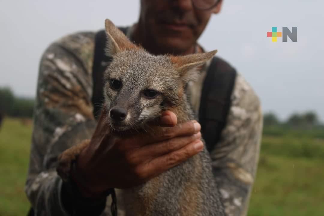 Liberan dos ejemplares de zorro gris en San Rafael