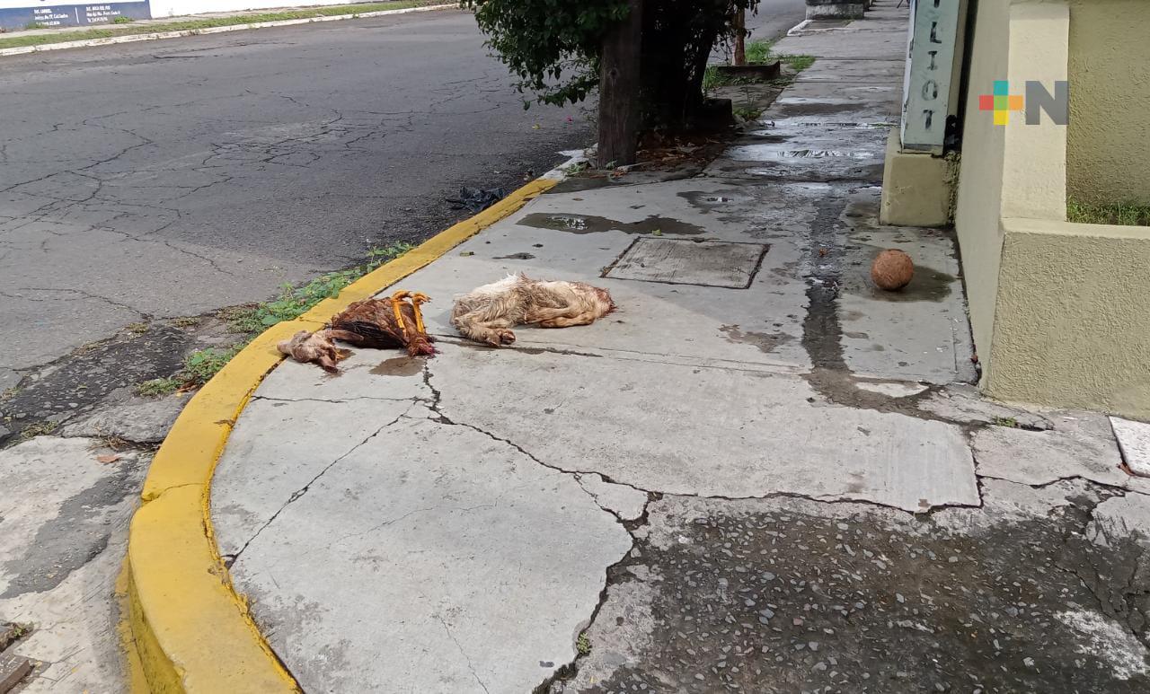 Hallazgo macabro en fraccionamiento Vistamar