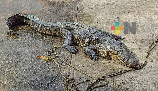 Avistamientos de cocodrilos cada vez más comunes en Coatza