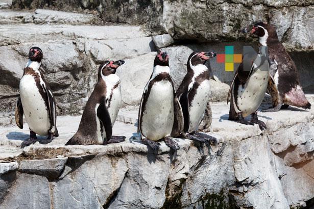 Nacen cinco pingüinos en Aquarium; se abrirá convocatoria para darles nombre