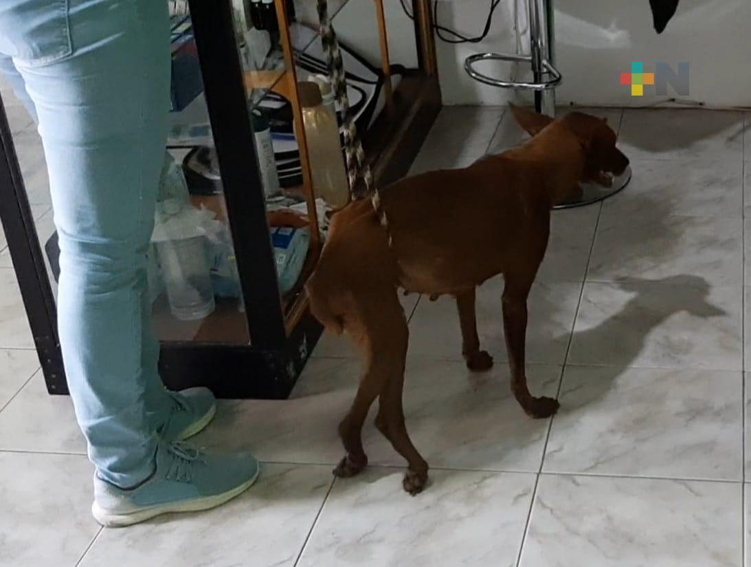 Aumentan en 30% los casos de mascotas abandonadas en Veracruz-Boca del Río