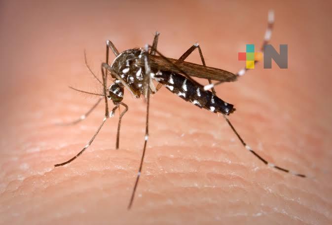 Veracruz entre los estados con mayor número de casos de dengue a nivel nacional