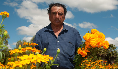 Alistan agricultores de México cultivo de cempasúchil para Día de Muertos